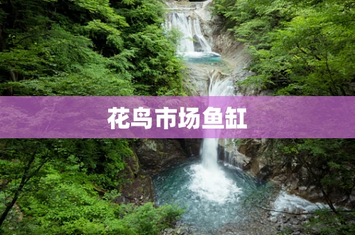 花鸟市场鱼缸
