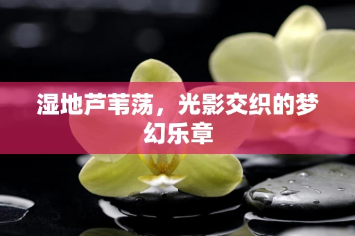 湿地芦苇荡，光影交织的梦幻乐章