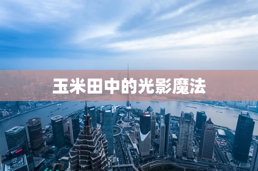 玉米田中的光影魔法