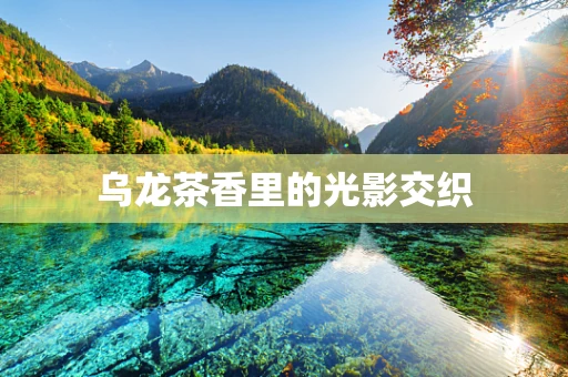 乌龙茶香里的光影交织
