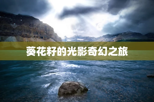 葵花籽的光影奇幻之旅